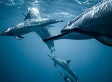 未来可期，山东男篮官方：王证，赵浩然，马延东三人升入一队